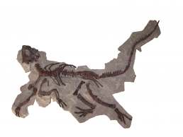 Scheletro parziale di Psittacosaurus mongoliensis, dinosauro ornitischio, Cretaceo inferiore, Mongolia.