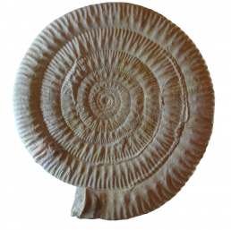 Skirroceras, ammonite, Giurassico medio, Dorset, UK